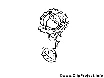 Rose image – Coloriage fleurs illustration