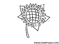 Tournesol illustration – Fleurs à imprimer