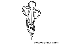 Tulipes clipart gratuit – Fleurs à colorier