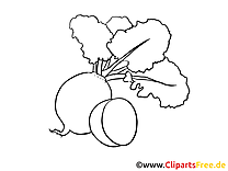 Navet clip art gratuit – Légumes à imprimer