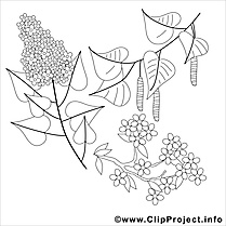 Lilas illustration – Coloriage printemps cliparts