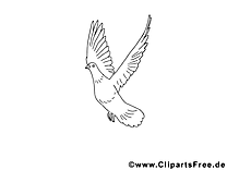 Images gratuites colombe – Pentecôte à colorier