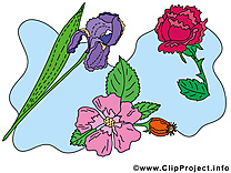 Fleurs image gratuite  illustration