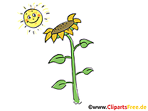 Illustration gratuite tournesol  – Ferme clipart