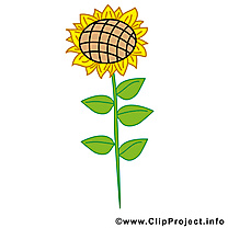 Tournesol clipart gratuit – Ferme images