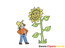 Tournesol image – Ferme images cliparts