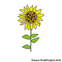 Tournesol image à télécharger – Ferme clipart