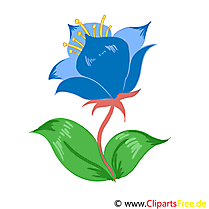 Bleuet illustration – Fleurs images