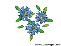 Bleuet images gratuites – Fleurs clipart