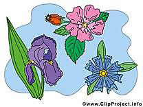 Fleurs dessin  cliparts à télécharger