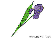 Iris clip art gratuit – Fleurs images