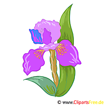 Iris cliparts gratuis – Fleurs images