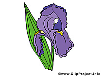 Iris images à télécharger – Fleurs clip art gratuit