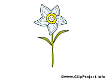 Narcisse dessin – Fleurs clip arts gratuits