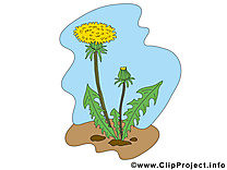 Pissenlit clipart gratuit – Fleurs images