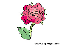 Rose clip arts gratuits – Fleurs illustrations
