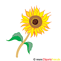 Tournesol clip art gratuit – Fleurs dessin