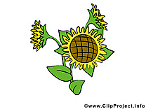 Tournesol dessin – Fleurs clip arts gratuits