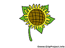 Tournesol dessins gratuits – Fleurs clipart