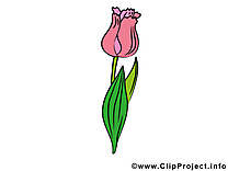 Tulipe clip art – Fleurs gratuite