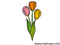 Tulipes image gratuite – Fleurs clipart