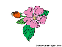 Violette cliparts gratuis – Fleurs images