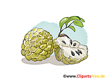 Cherimoya images - Fruits dessins gratuits