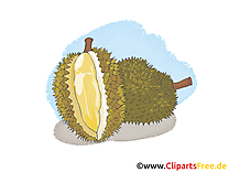 Durian fruits illustration à télécharger gratuite