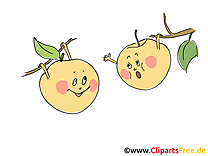 Image gratuite pommes - Fruits cliparts