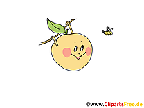 Images gratuites pomme a colorier – Fruits clipart