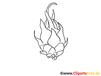 Pitaya illustration à imprimer - Fruits images