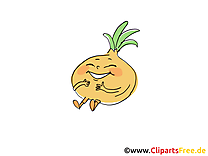 Oignon image à télécharger - Légume clipart