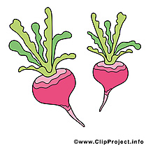 Radis clipart gratuit - Légume images