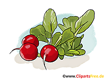 Radis dessins gratuits - Légume clipart