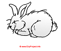 Lapin blanc image gratuites