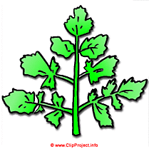 Branche image clipart gratuit