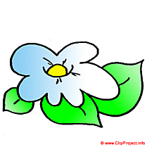 Camomille image clipart gratuit