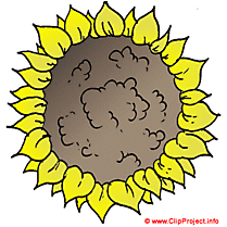 Fleur soleilimage clipart gratuit