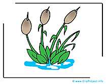 Jonc clipart gratuit - Plante dessins gratuits