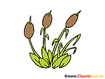 Jonc illustration gratuite - Plante clipart