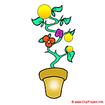 Liseron clipart gratuit