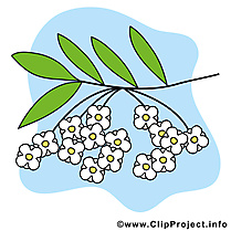 Cumin image à télécharger - Printemps clipart