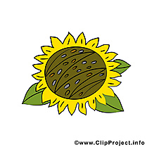 Tournesol action de grâce illustration gratuite