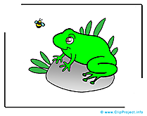 Grenouille dessins gratuits – Animal clipart