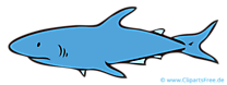 Requin dessin – Animal clip arts gratuits