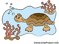 Tortue dessin à télécharger – Animal images