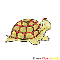 Tortue illustration – Animal images