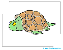 Tortue images – Animal clip art gratuit